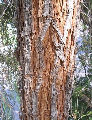 Acacia-pendula-bark