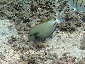 Acanthurus nigricauda, livrée claire.jpg