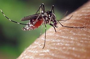 Aedes albopictus on human skin