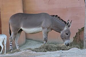 Afrikanischer Esel (Equus asinus), Zoo Hannover