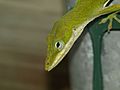Anole on fence