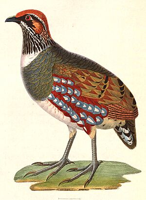 Arborophila torqueola torqueola male 1838.jpg