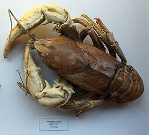 Astacopsis gouldi Oxford museum specimen
