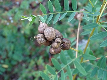 Astragalus neglectus seedpods
