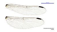 Austrogomphus amphiclitus female wings (34671800080)