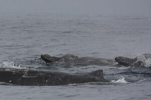 Baird's beaked whales swimming in the ocean