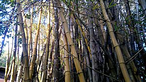 Bamboo123
