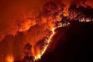 Bandipur fires 2019