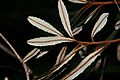 Banksia oblongfolia midrib