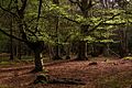 Beech trees in Mallard Wood, New Forest - geograph.org.uk - 779513