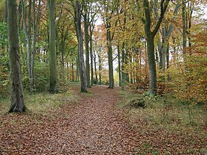 Beechwoods Nature Reserve - geograph.org.uk - 604834