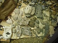 Bishopstone fossils 016