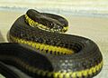 Blackbelly Garter Snake imported from iNaturalist photo 162669277 on 15 November 2021