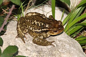 Bufo spinosus 85025341.jpg