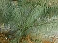 Caesalpiniaceae - Parkinsonia aculeata-4