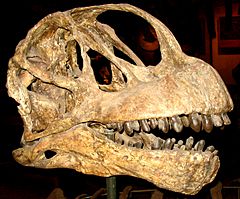 Camarasaurus lentus.jpg