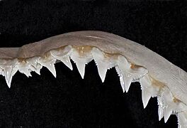 Carcharhinus signatus upper teeth