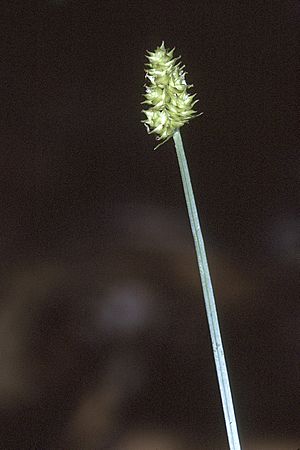 Carex cephalophora NRCS-1.jpg