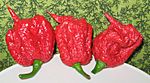Carolina Reaper pepper pods (cropped).jpg