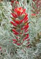 Castilleja lanata hololeuca 2