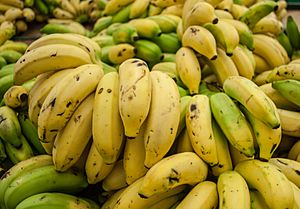 Cavendish banana from Maracaibo