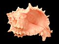 Chicoreus erythrostomus shell