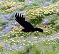 Choughfly816