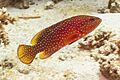 Cierva coral (Cephalopholis miniata), parque nacional Ras Muhammad, Egipto, 2022-03-27, DD 62