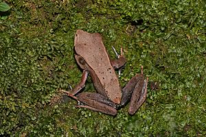 Clinotarsus curtipes-Aralam-2016-10-29-001