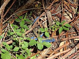 Cnemidophorus lemniscatus blue