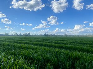 Corn in regional NSW, Australia, 2022