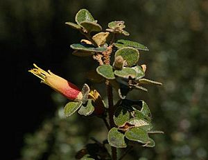 Correa backhouseana orbicularis