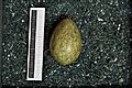 Corvus frugilegus MWNH 2327