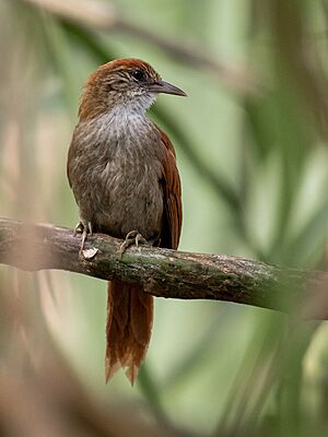 Cranioleuca vulpecula - Parker's spinetail; Marchantaria island, Iranduba, Amazonas, Brazil.jpg