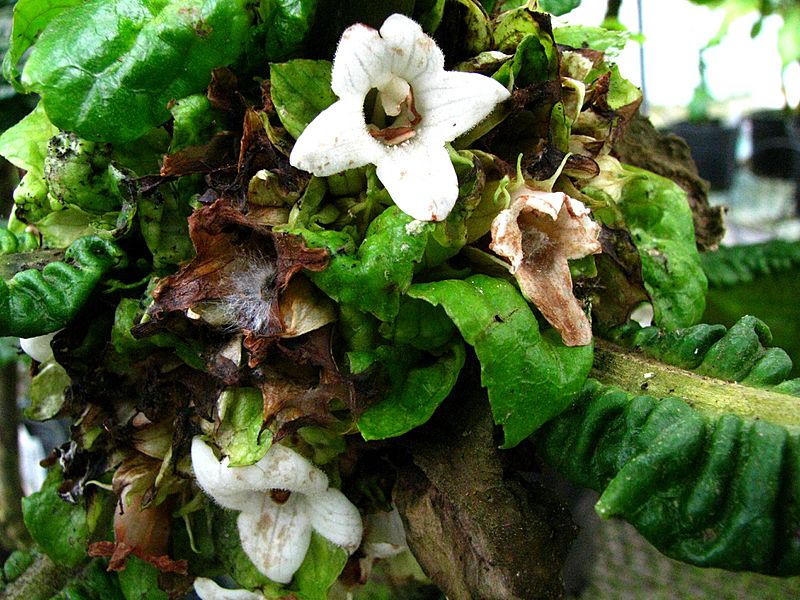 Cyrtandra cyaneoides (5490666621)