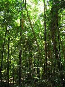 Daintree Rainforest 4