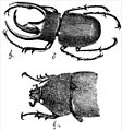 Descent of Man - Figure 16