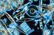 Diatoms through the microscope