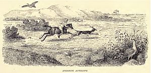 Douglas hamilton, Spearing antelope