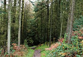 Drumkeeragh forest (3) - geograph.org.uk - 1584691.jpg