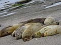 Earless seal (Puerto Madryn, Argentina)