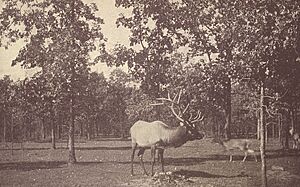 Eleventh Annual Report of the Board of Park Commissioners of the City of St. Paul for the Year Ending December 31, A.D. 1901 - DPLA - 14e19ae2d08216d7242b2d3abd54cf7e (page 1) (cropped)