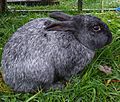 Enderby Island Rabbit Closeup