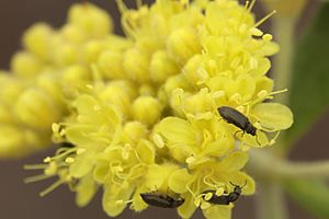 Eriogonum sphaerocephalum 9844