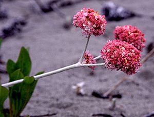 Eriogonumlatifolium.jpg