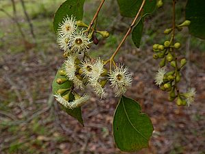 Eucalyptus baueriana buds