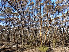 Eucalyptus extensa habit