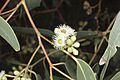 Eucalyptus fasciculosa buds