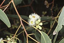 Eucalyptus fasciculosa buds