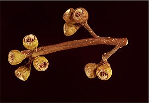 Eucalyptus foecunda fruit